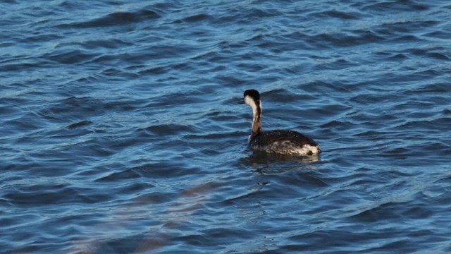 svanedykker - ML647148180