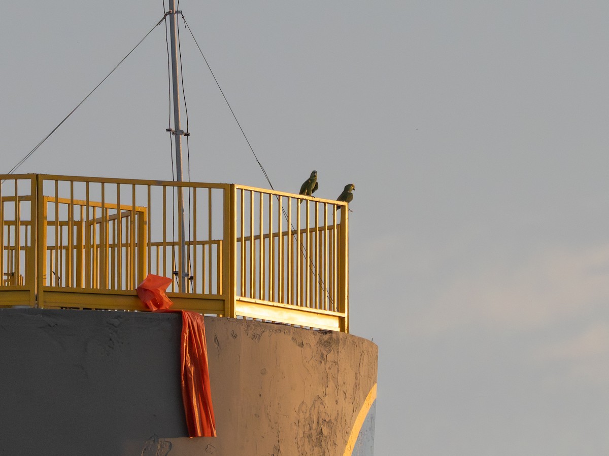 Turquoise-fronted Amazon - ML647148189
