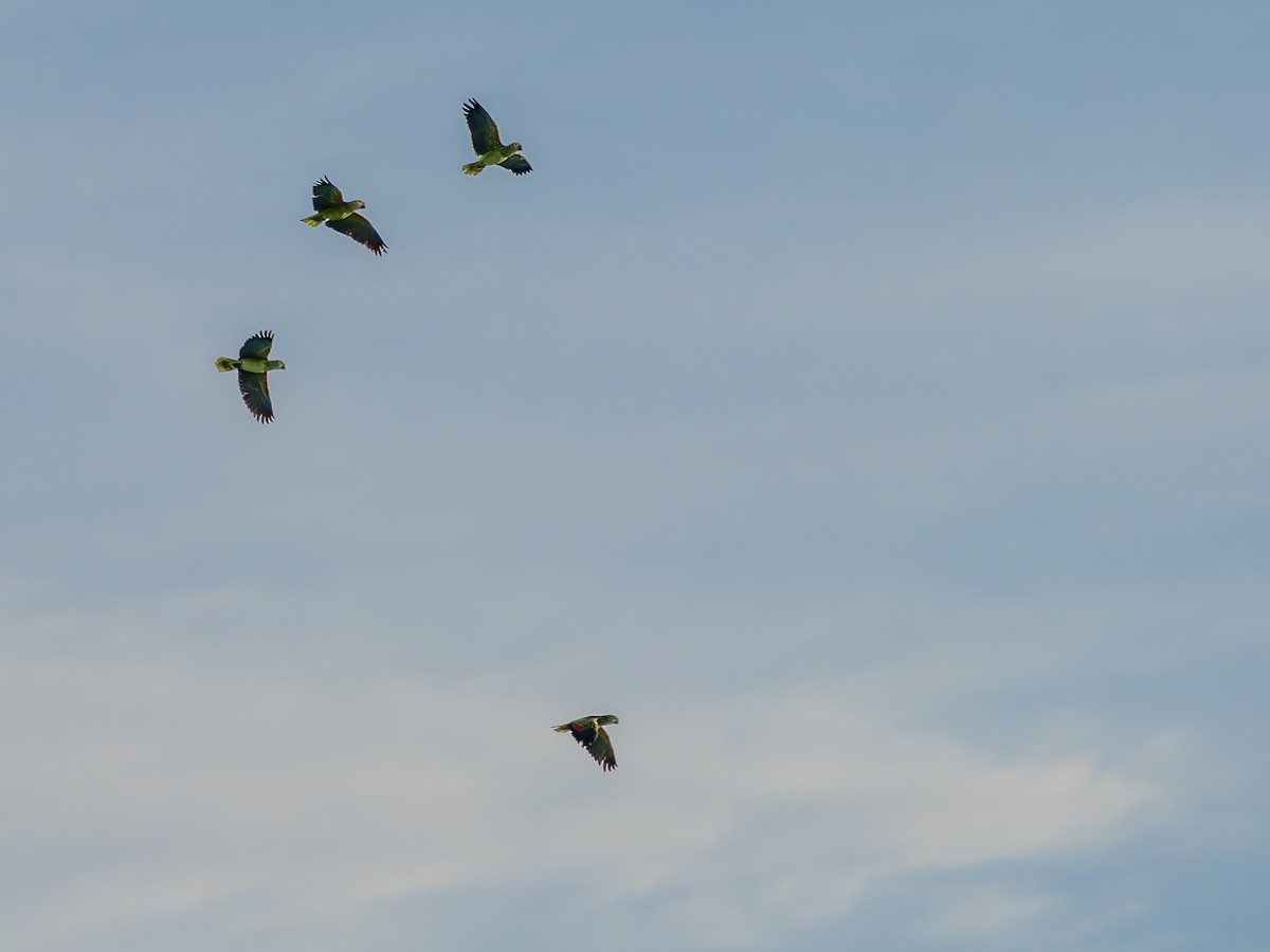 Turquoise-fronted Amazon - ML647148190