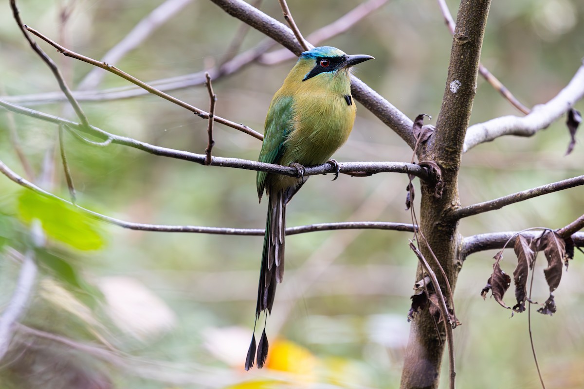 Blue-capped Motmot - ML647148197