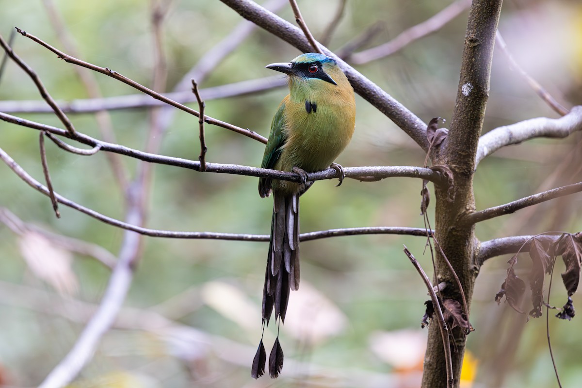 Blue-capped Motmot - ML647148198
