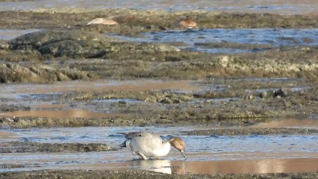 stjertand - ML647148221