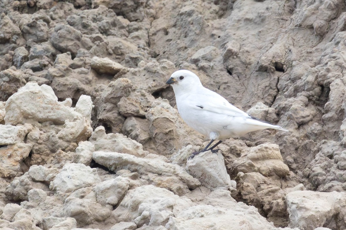 McKay's Bunting - ML647148239