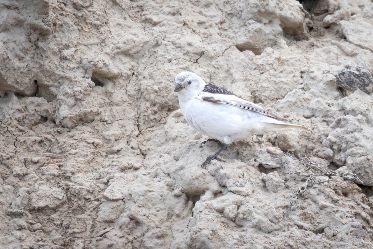 McKay's Bunting - ML647148240