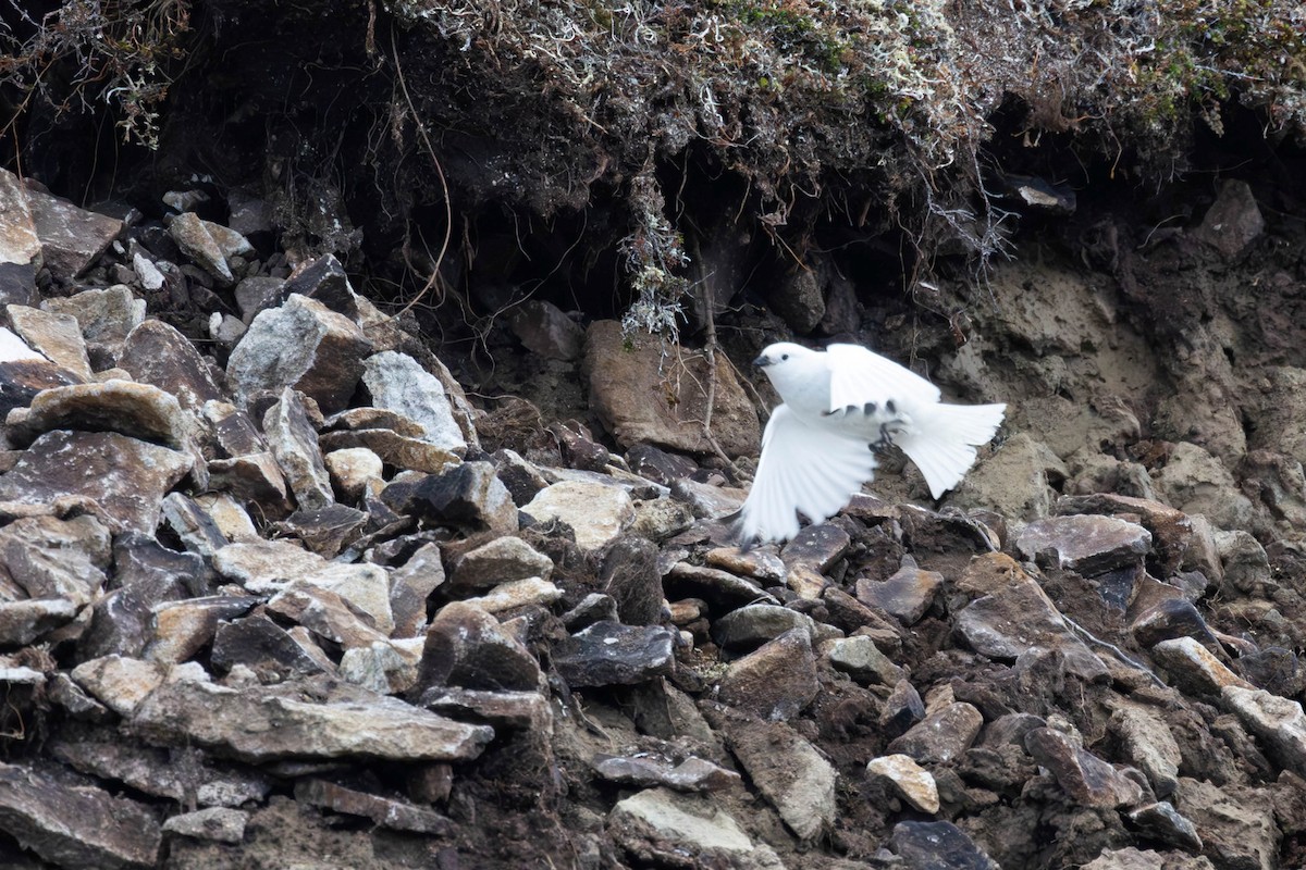 McKay's Bunting - ML647148241