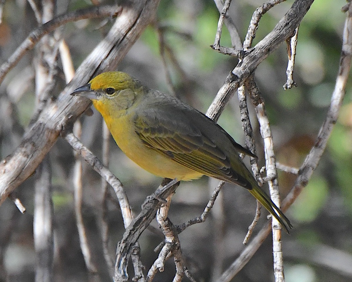 Piranga Bermeja - ML647148242