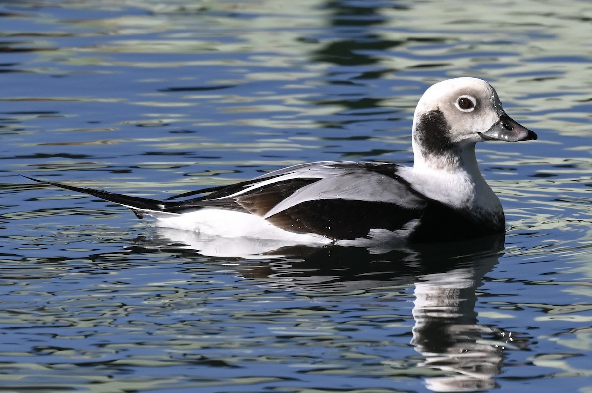 hoholka lední - ML647148243