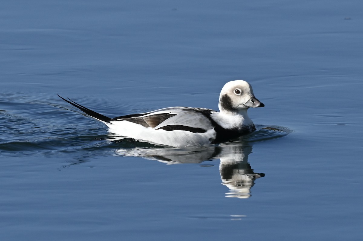 hoholka lední - ML647148244