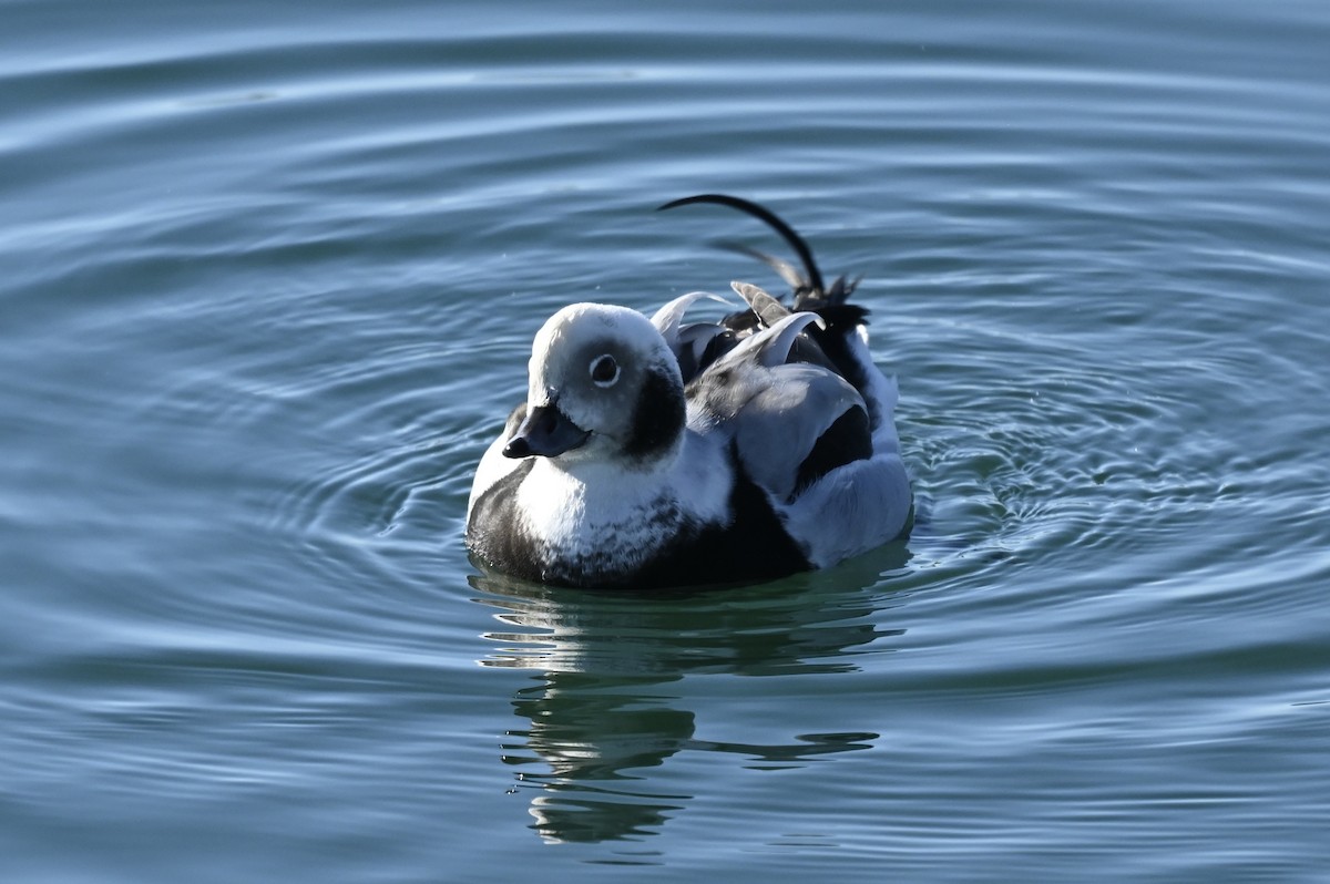 hoholka lední - ML647148245