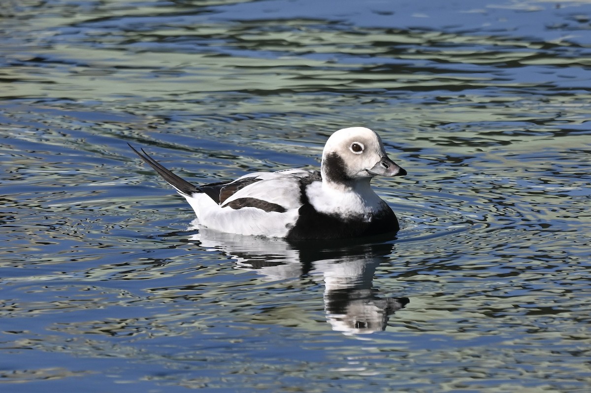 hoholka lední - ML647148246