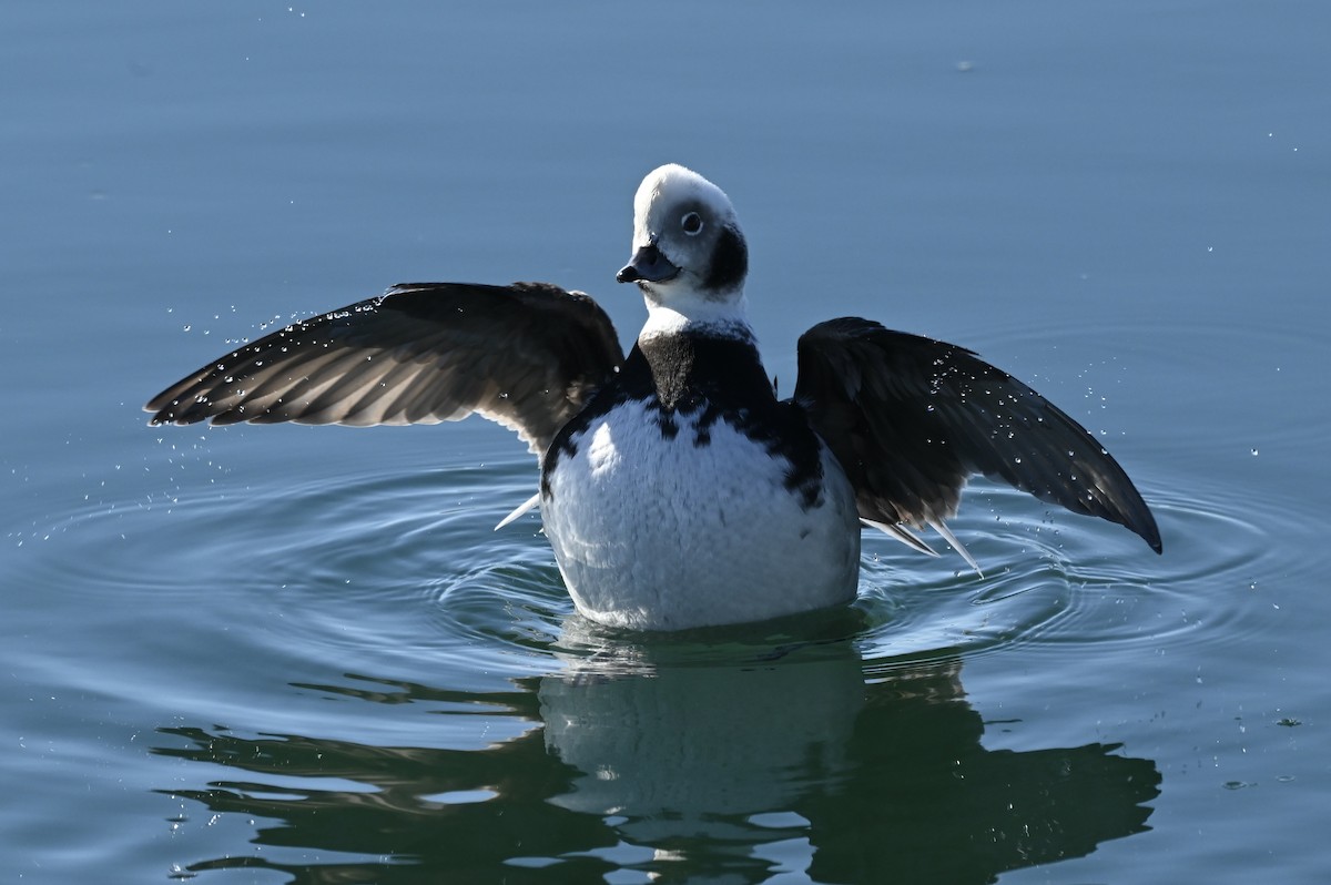 hoholka lední - ML647148247