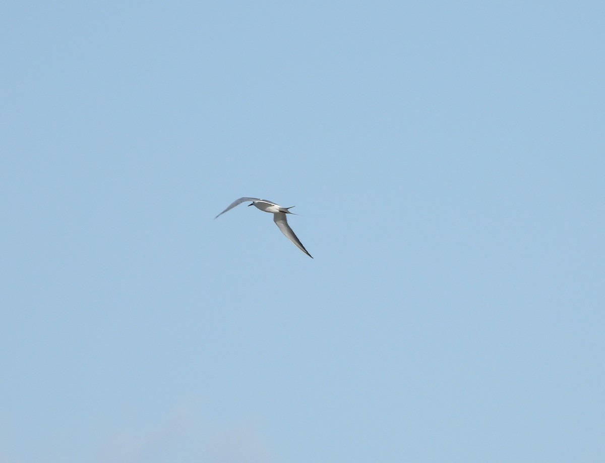 Forster's Tern - ML647148256