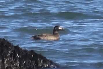 White-winged Scoter - ML647148257