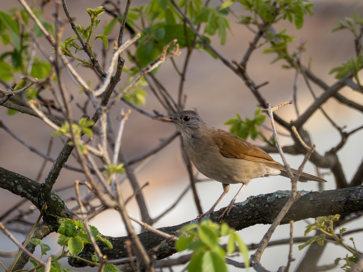 Zorzal Sabiá - ML647148258