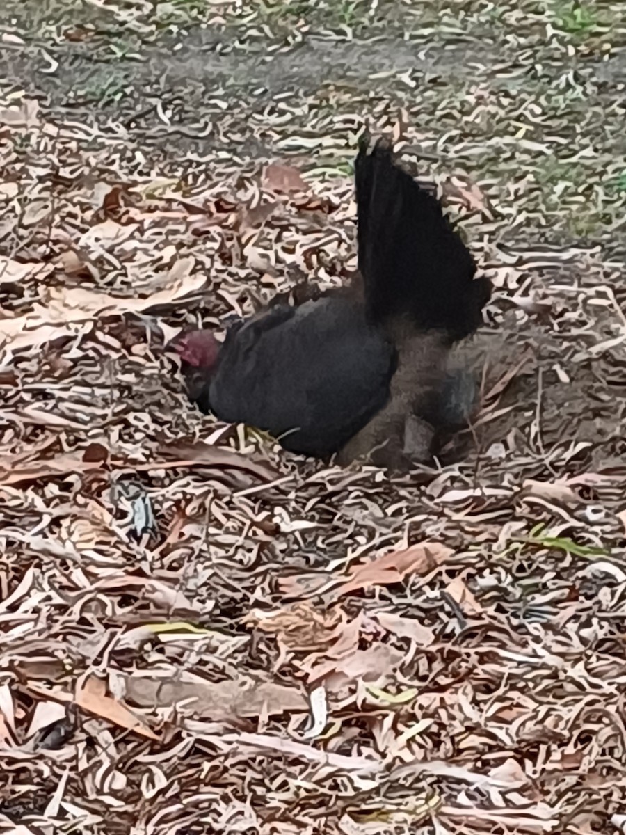 Australian Brushturkey - ML647148259