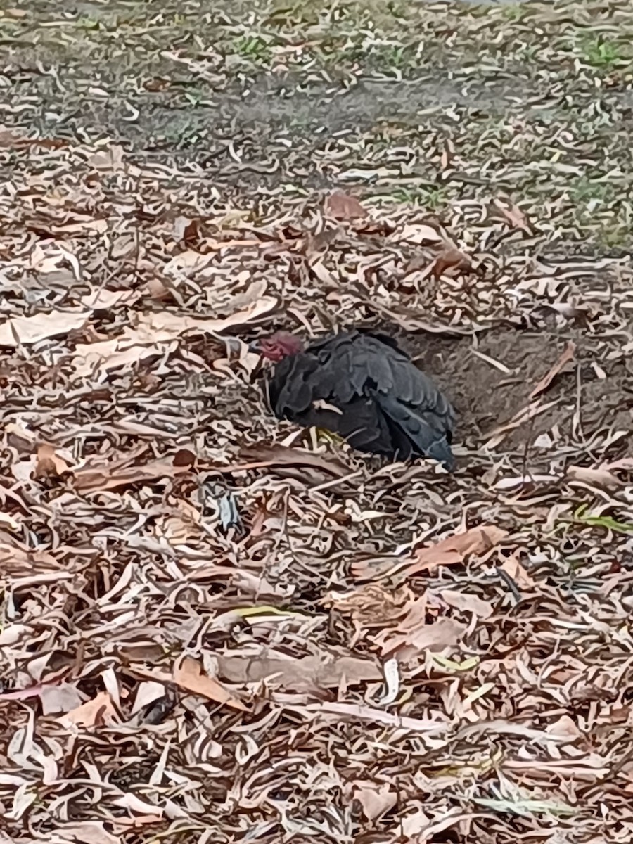 Australian Brushturkey - ML647148260