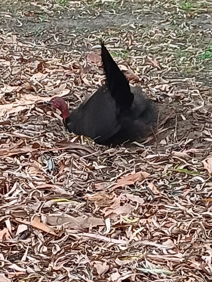 Australian Brushturkey - ML647148261