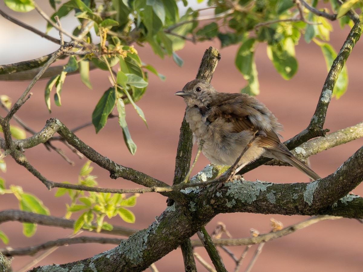 Zorzal Sabiá - ML647148262