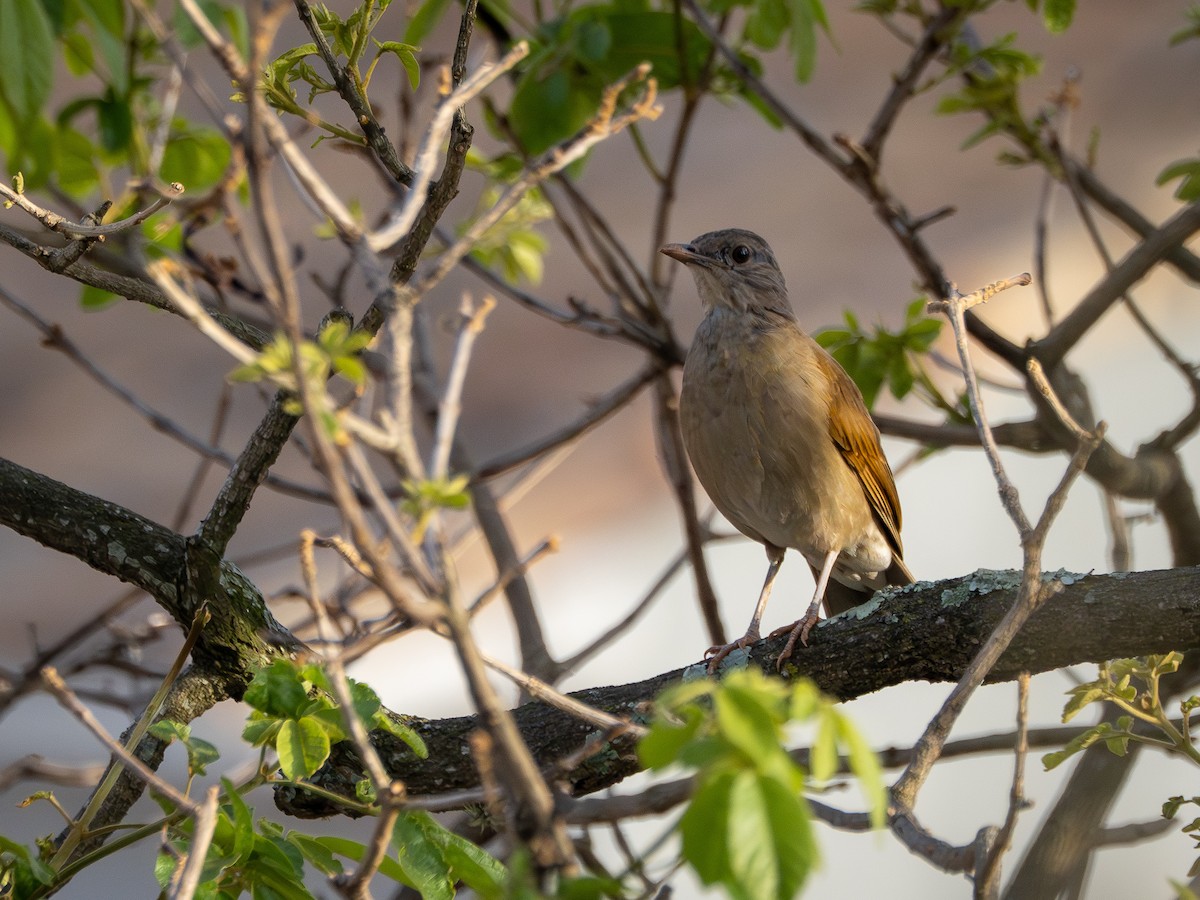 Zorzal Sabiá - ML647148263