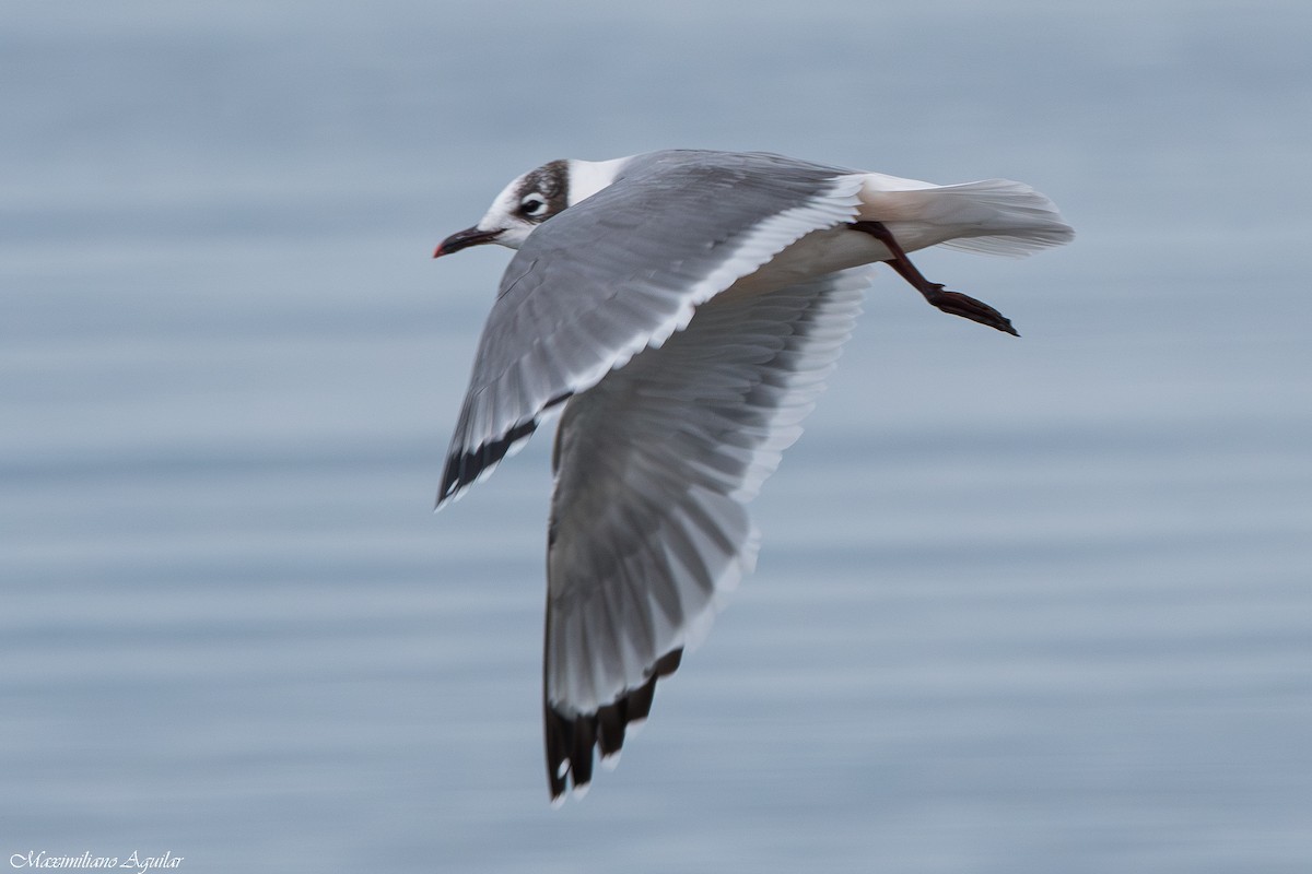 Франклинова чайка - ML647148274