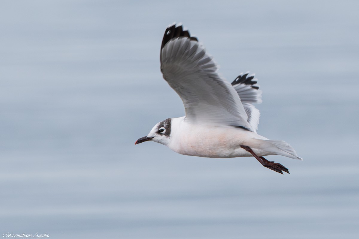 Франклинова чайка - ML647148275