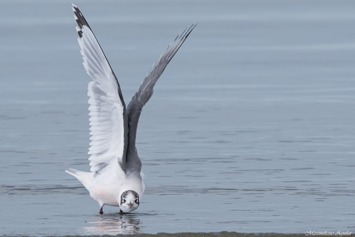 Франклинова чайка - ML647148276