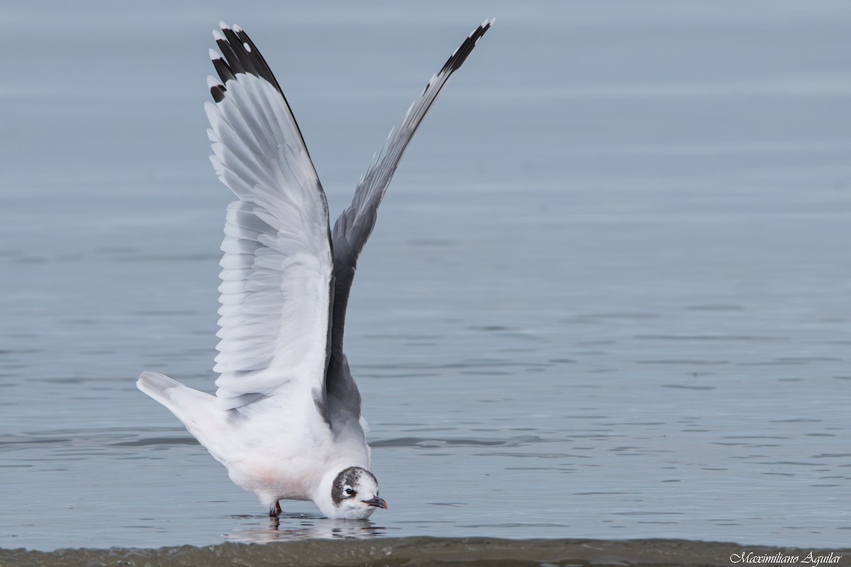 Франклинова чайка - ML647148278