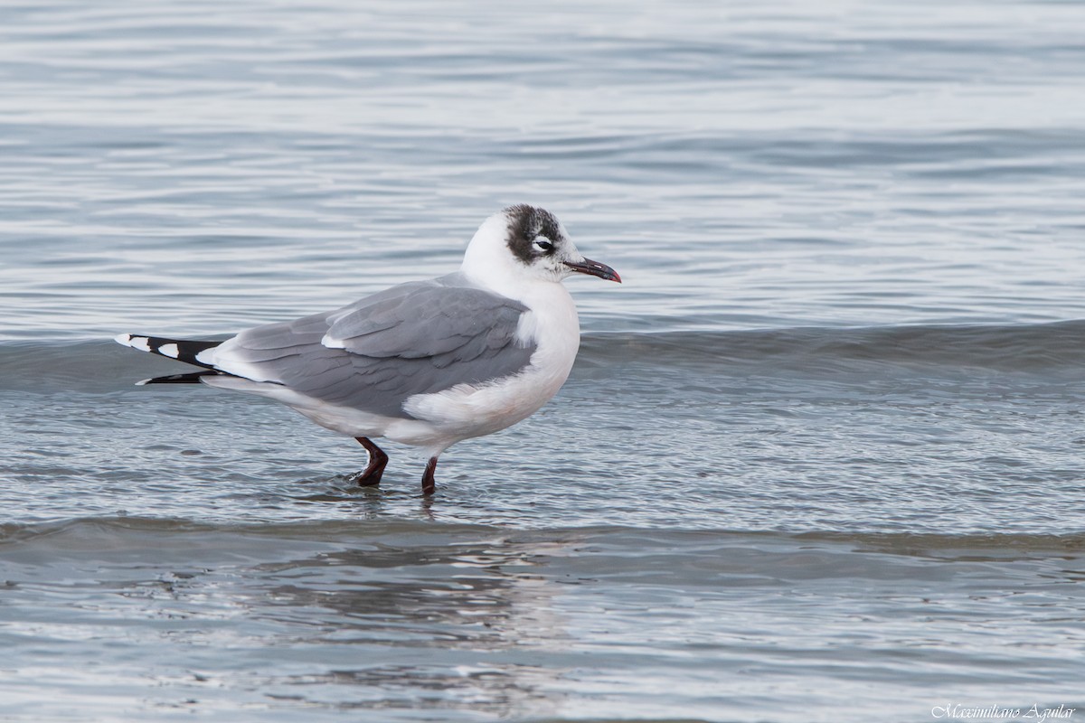 Франклинова чайка - ML647148279