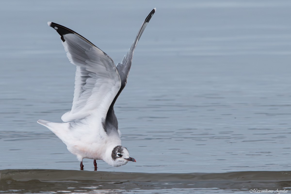 Франклинова чайка - ML647148280