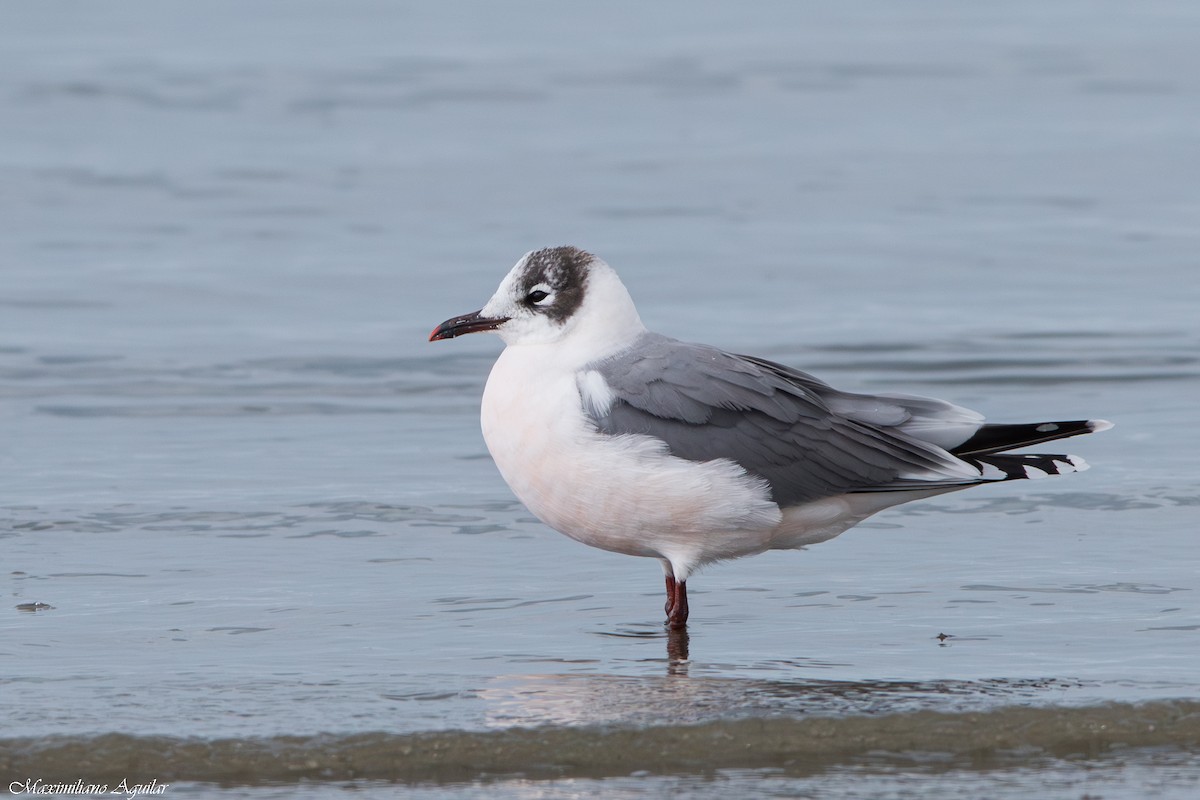 Франклинова чайка - ML647148281