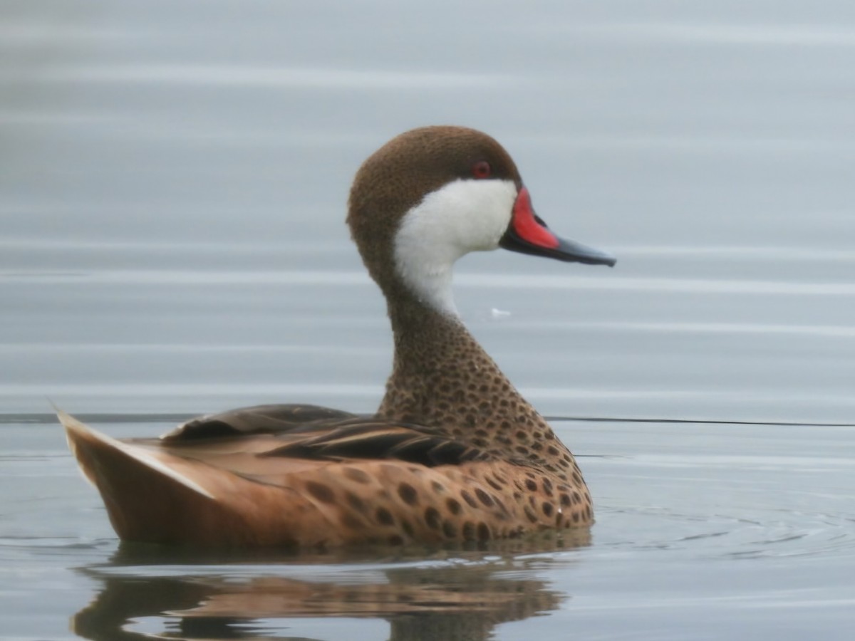 Bahamaente - ML647148290