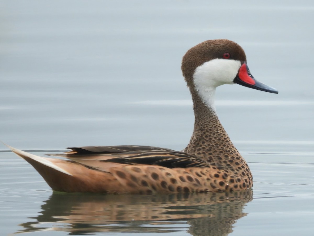 Bahamaente - ML647148291