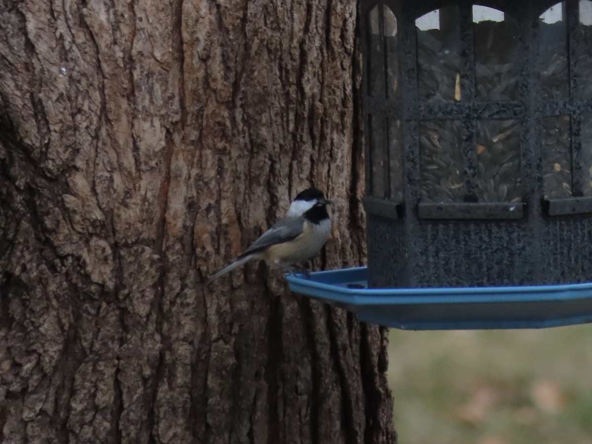 Каролинская/Черношапочная гаичка - ML647148293