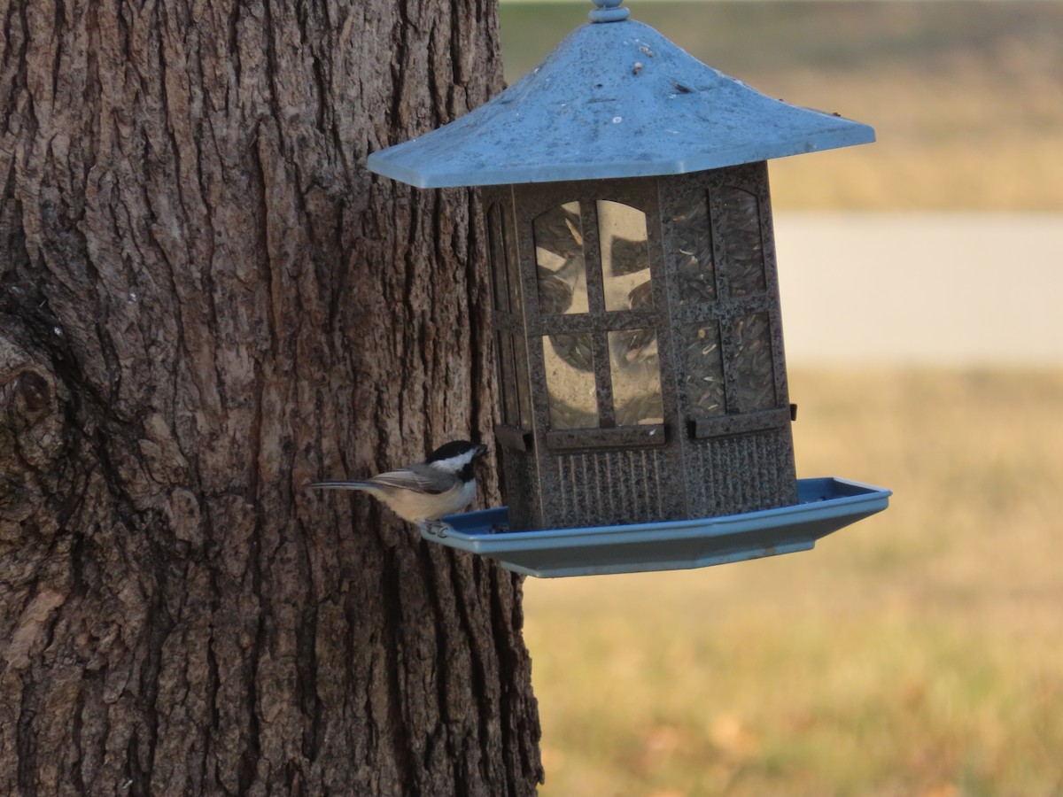 Каролинская/Черношапочная гаичка - ML647148294