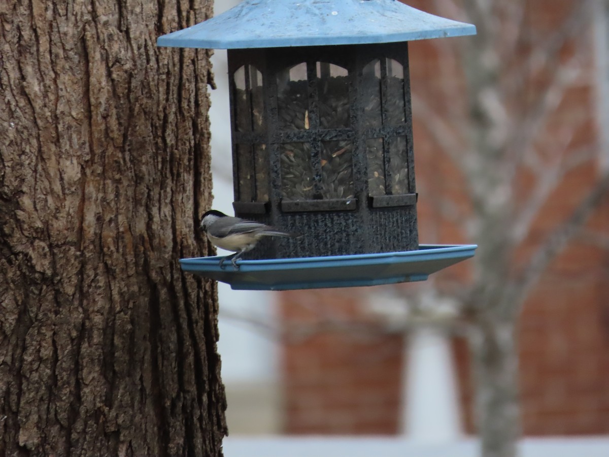 Каролинская/Черношапочная гаичка - ML647148297