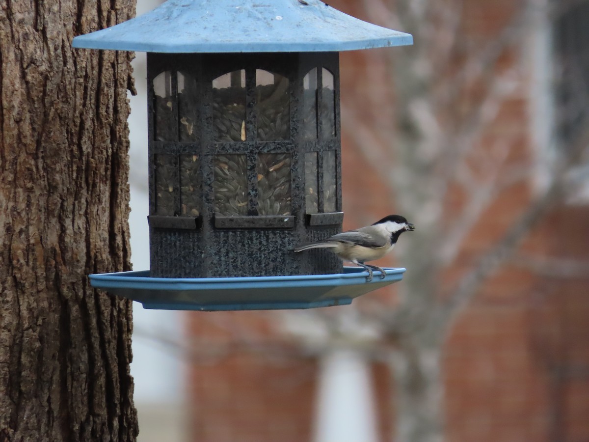 Каролинская/Черношапочная гаичка - ML647148298