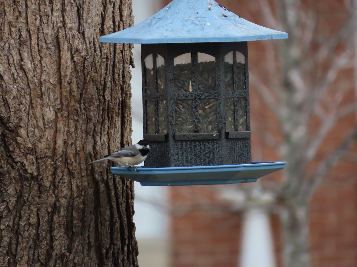 Каролинская/Черношапочная гаичка - ML647148299