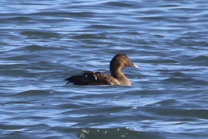 Common Eider - ML647148301
