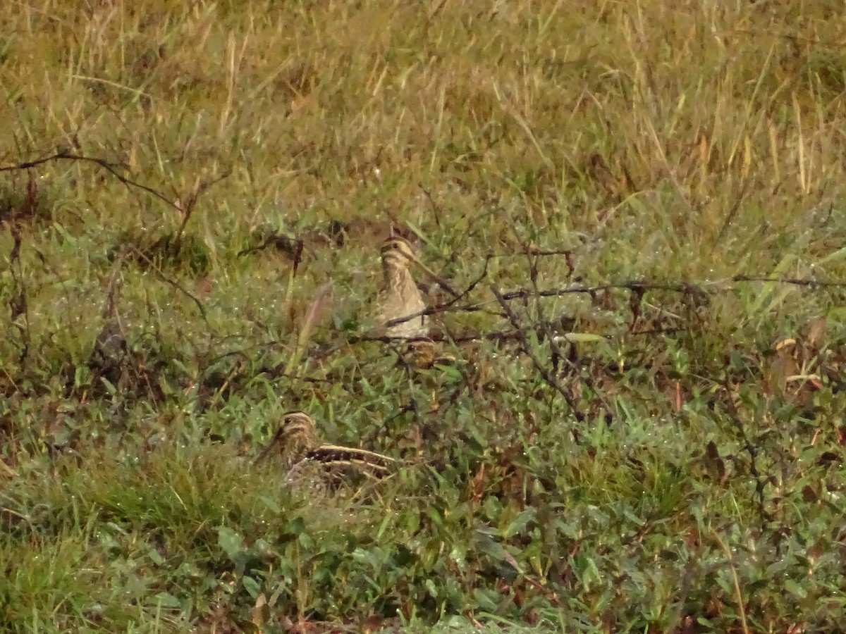 Wilson Suçulluğu - ML647148302