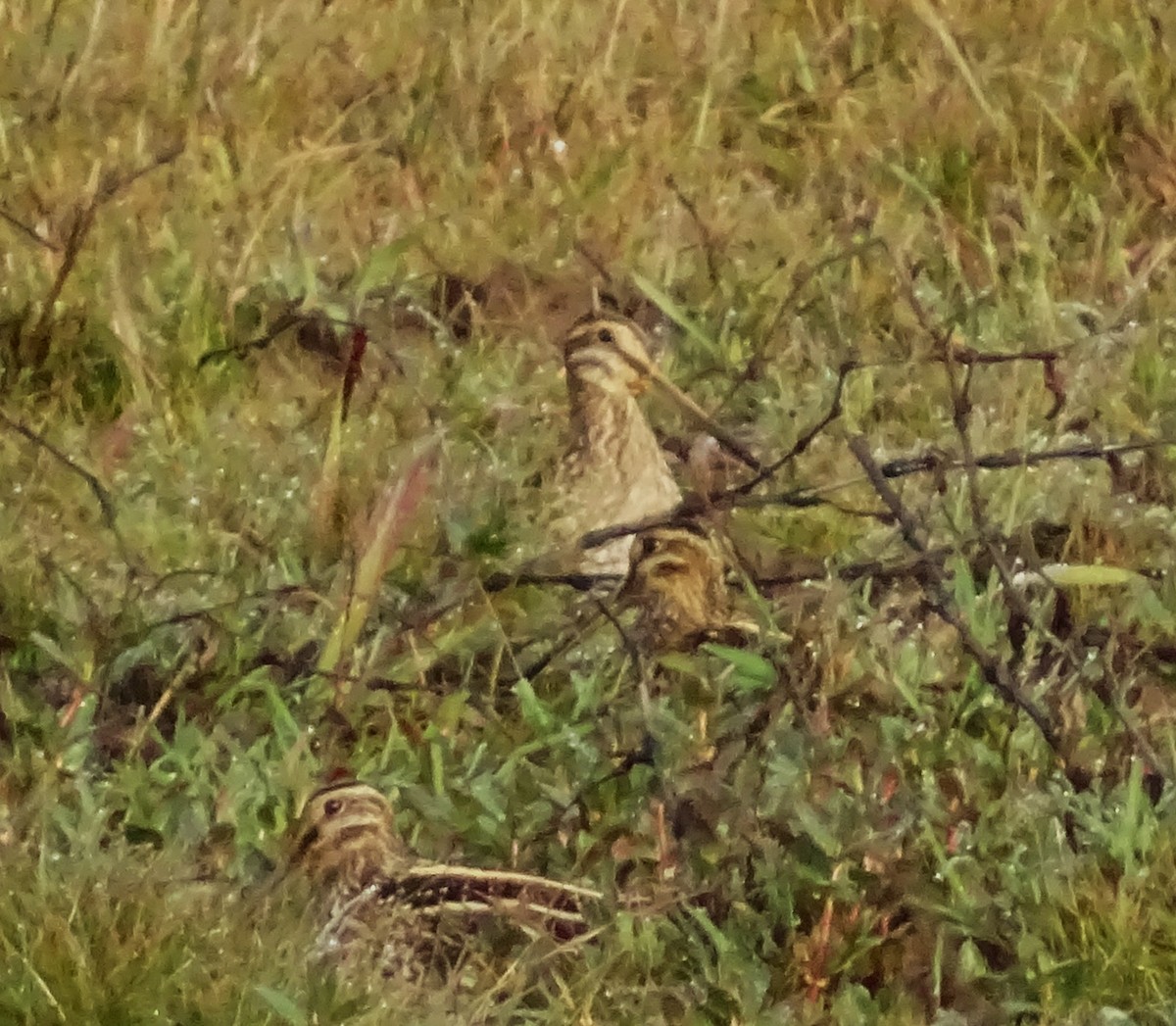 Wilson Suçulluğu - ML647148324