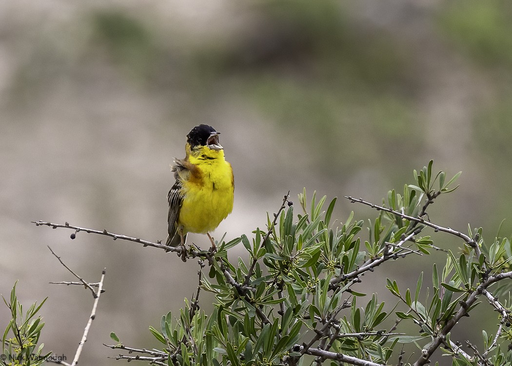 Black-headed Bunting - ML647148326