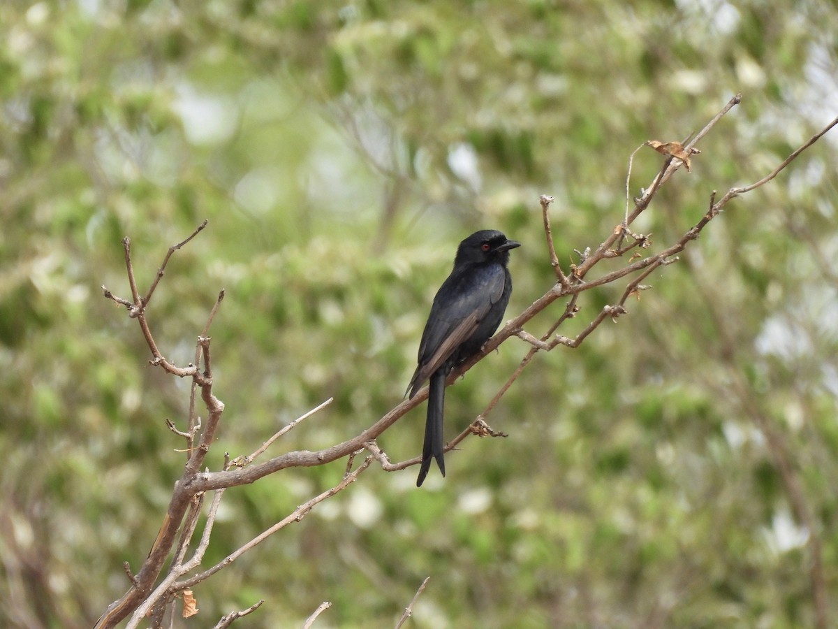 Fork-tailed Drongo - ML647148328