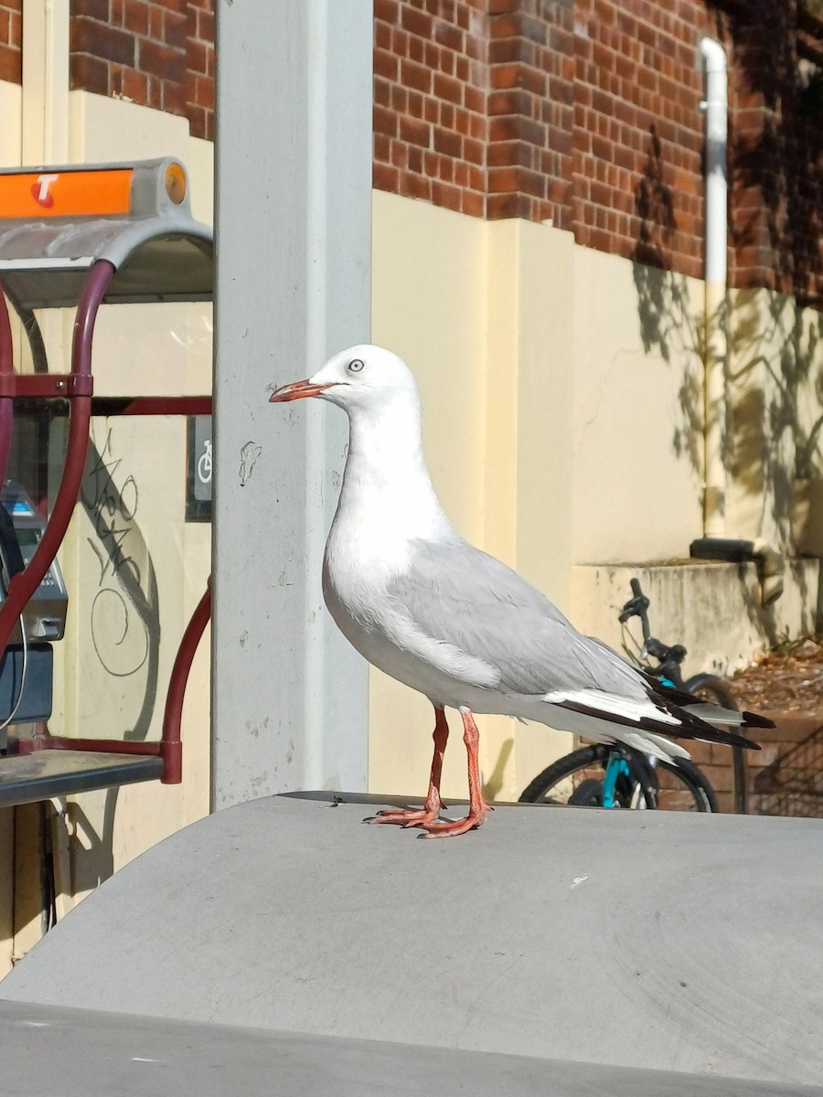 Silver Gull - ML647148329