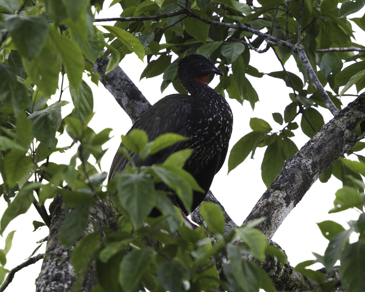 Haubenguan - ML647148330