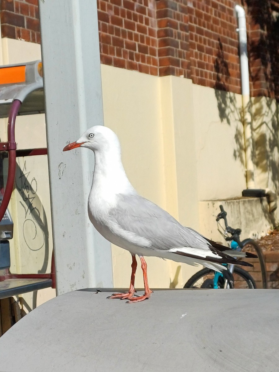 Silver Gull - ML647148331