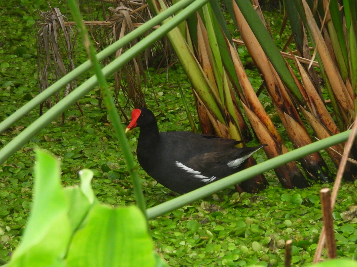 Uroilo amerikarra - ML647148333