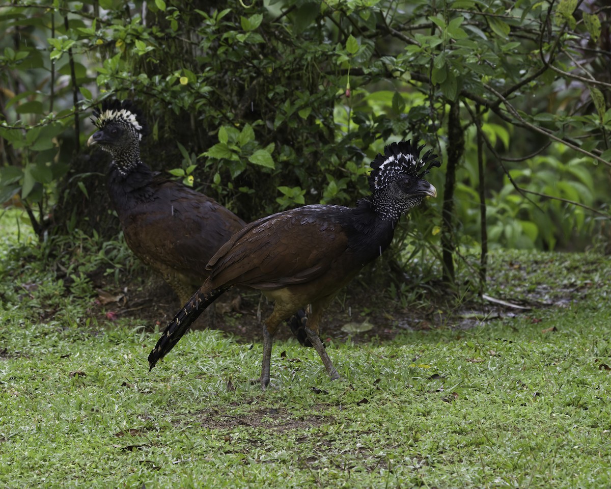 Kronenhokko - ML647148339