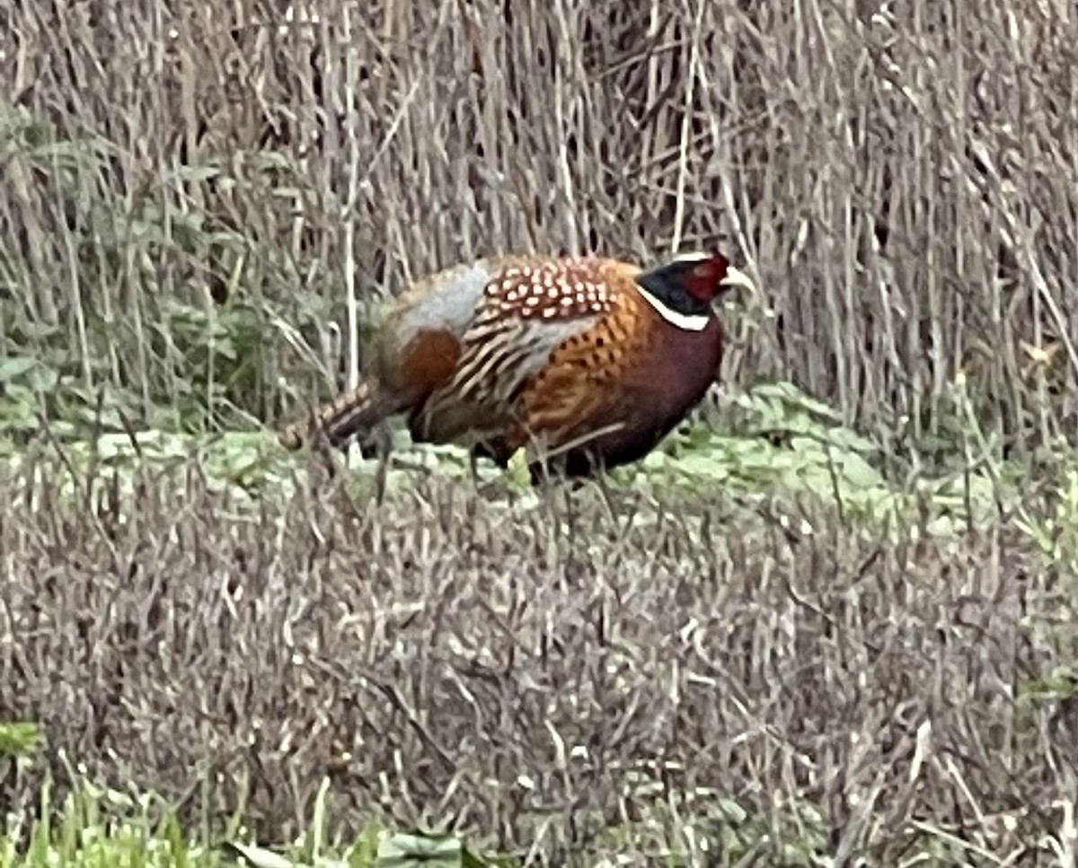 Ring-necked Pheasant - ML647148346