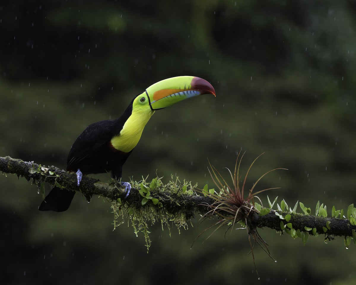 Тукан жовтогорлий - ML647148353