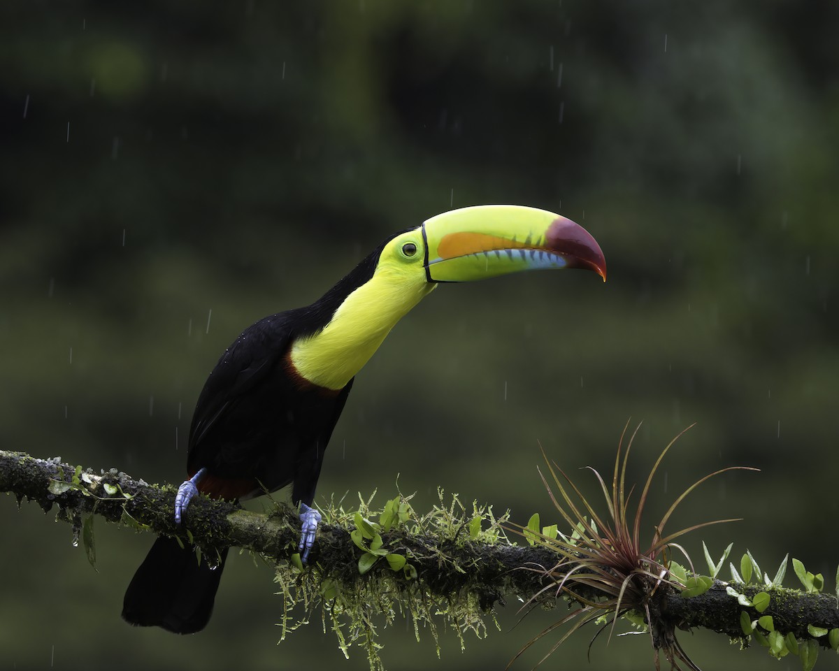 Тукан жовтогорлий - ML647148354